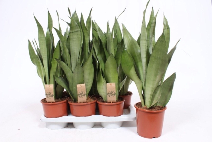 <h4>Sansevieria Moonshine</h4>