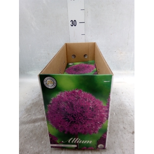 Allium   ...flowerbulbs