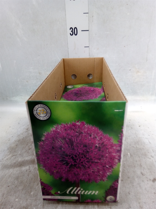 <h4>Allium   ...flowerbulbs</h4>