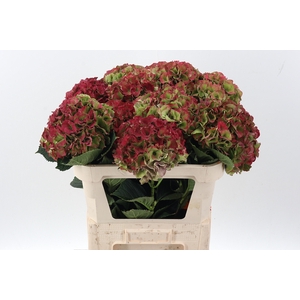 Hydr M Roy Palace Cl