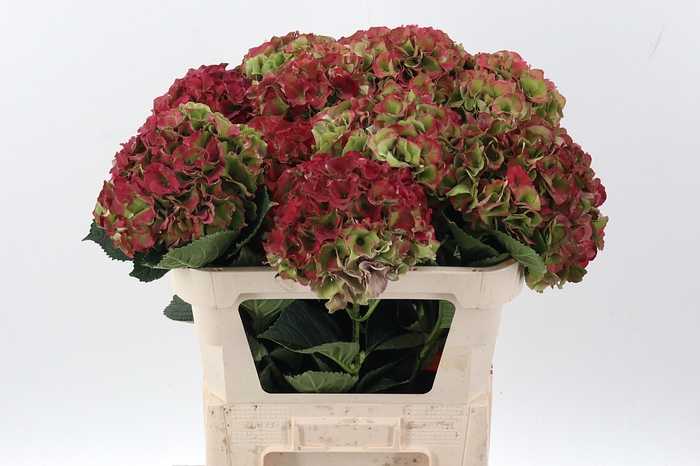 <h4>Hydr M Roy Palace Cl</h4>