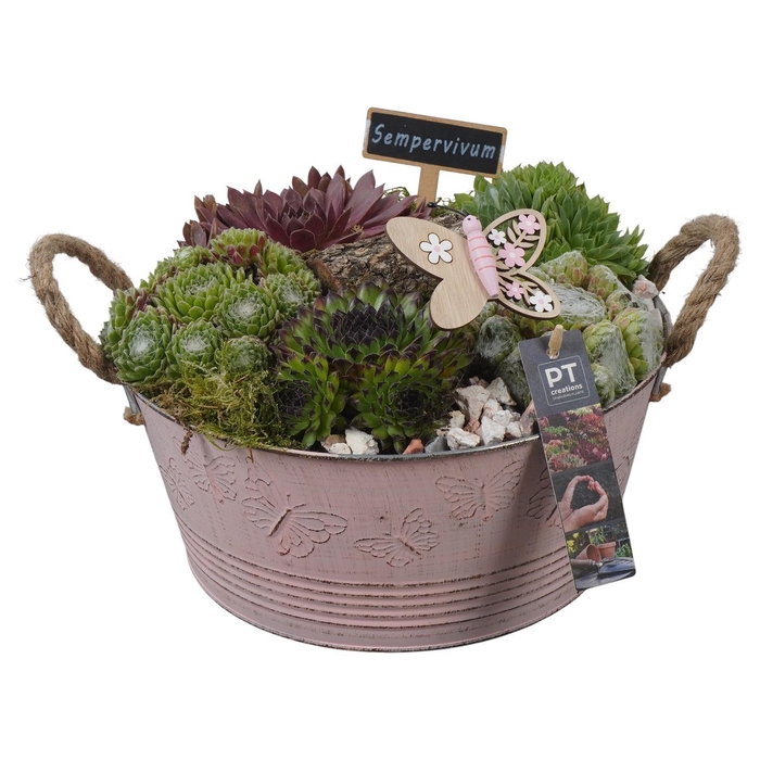 <h4>PTS7312 Arrangement Sempervivum in metalen pot</h4>