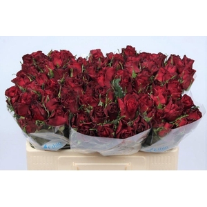 R GR BURGUNDY