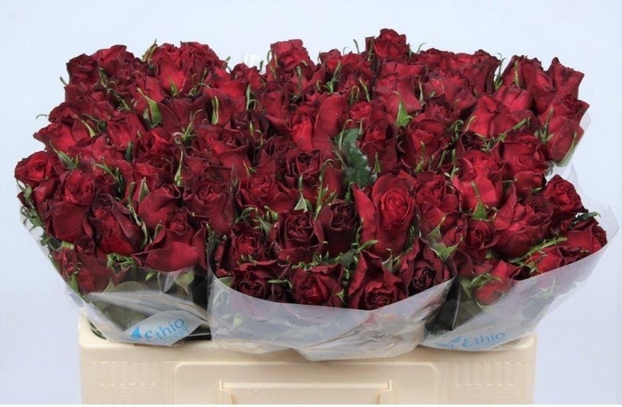 <h4>R GR BURGUNDY</h4>