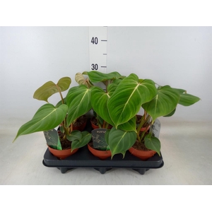 Philodendron gloriosum