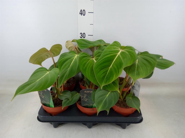 <h4>Philodendron gloriosum</h4>