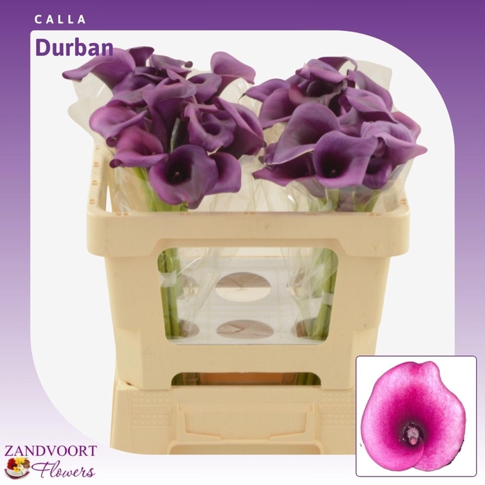 <h4>Calla Durban</h4>