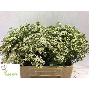 CHAME UN JUPITE MOON