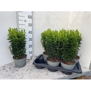 EUONYMUS JA GR SPIRE