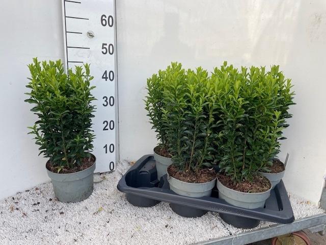 <h4>EUONYMUS JA GR SPIRE</h4>