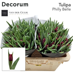 TU FR PHILLY BELLE 1 x 50