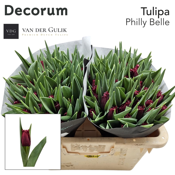 <h4>TU FR PHILLY BELLE 1 x 50</h4>