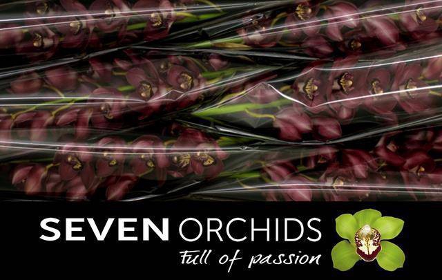 <h4>CYMB T BAROLO</h4>