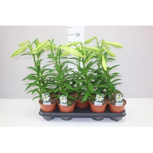 Lillium Longi Miracle 1pp