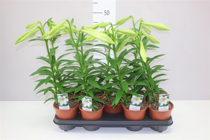 <h4>Lillium Longi Miracle 1pp</h4>