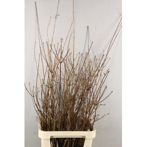 ENKIANTHUS ROOD 100/120CM