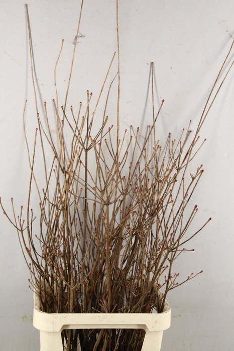 <h4>ENKIANTHUS ROOD 110/130CM</h4>