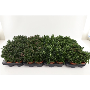 Aster Starletta Mix Layer
