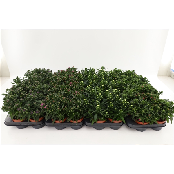 <h4>Aster Starletta Mix Layer</h4>