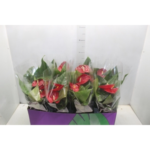 ANTHURIUM NEVADA P15