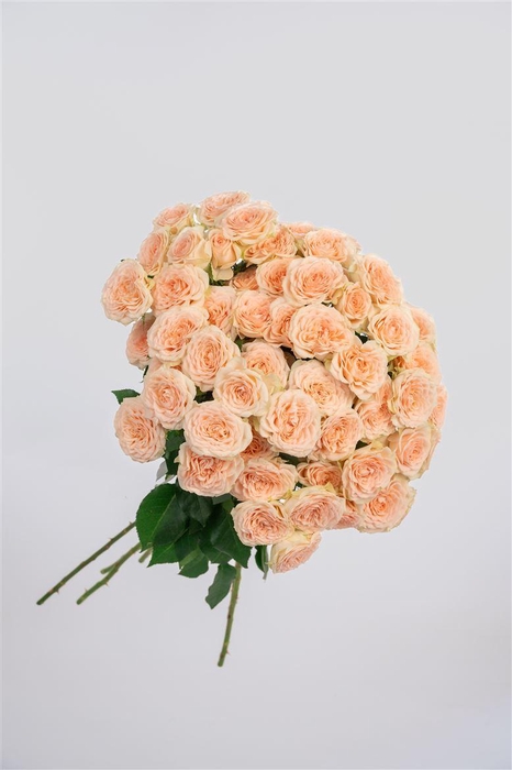 <h4>Tr Sancerre</h4>