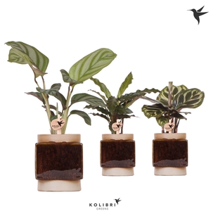 Kolibri Greens Calathea mix in Classy Cube pot