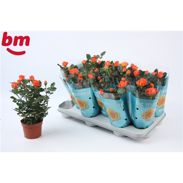 <h4>Rosa Orange Jewel Beau Monde (10,5 cm)</h4>