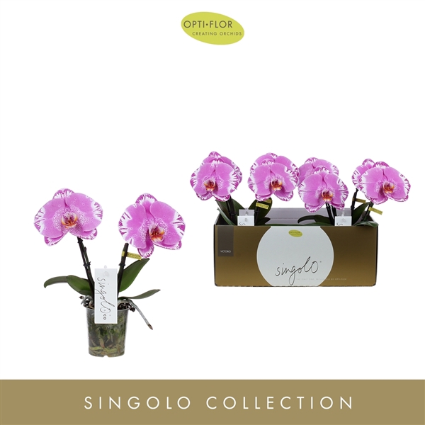 <h4>Singolo & Co Victorio</h4>