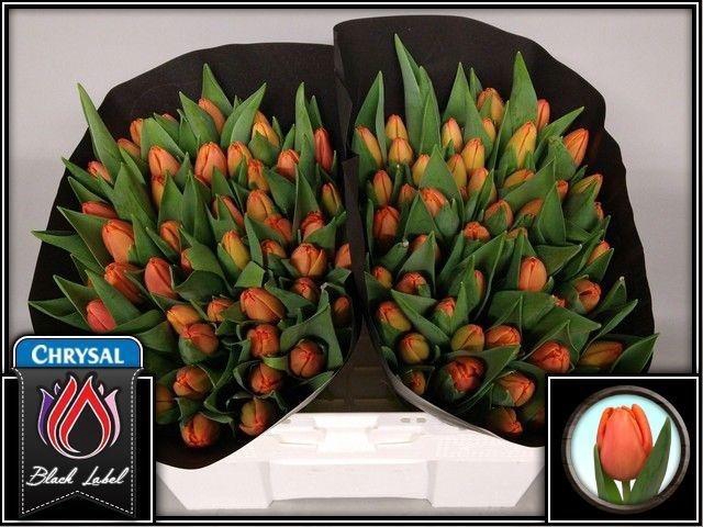 <h4>TU EN TIME OUT</h4>