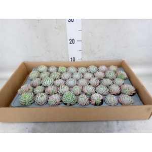 Echeveria   ...