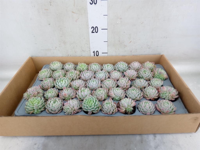 <h4>Echeveria ...</h4>