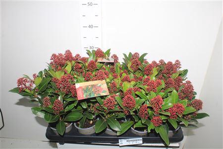 <h4>Skim J Rubella 9+</h4>