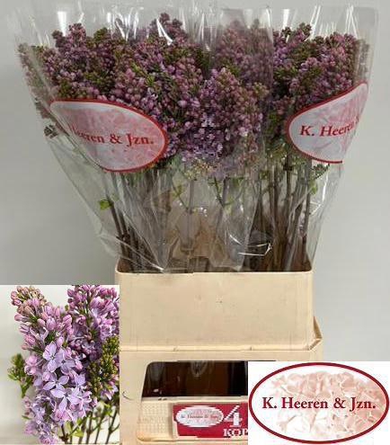 <h4>SYR V LAVALIENSIS</h4>