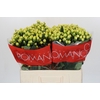 Hypericum Smiley Romance