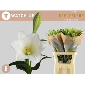Lilium long. 'Watch Up'