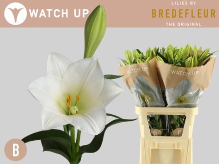 <h4>LILIUM LONG. 'WATCH UP'</h4>