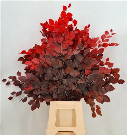 Fagus Syl Stab Red