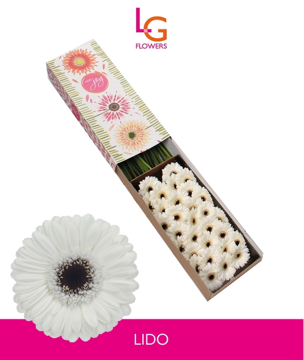 <h4>Germini Lido Doos</h4>