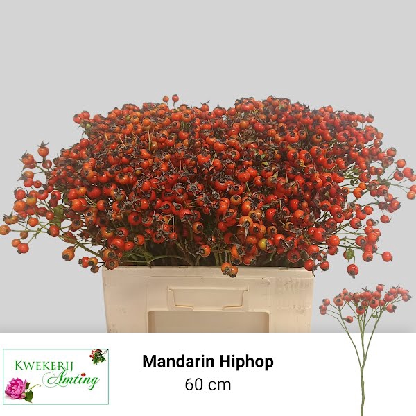 <h4>Rosa Mandarin Hip Hop Amting</h4>