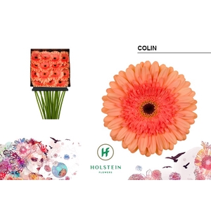 Gerbera Colin Diamond per kaart
