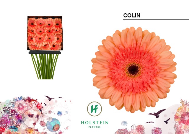 <h4>Gerbera Colin Diamond per kaart</h4>