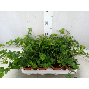 Hedera helix 'Shamrock'