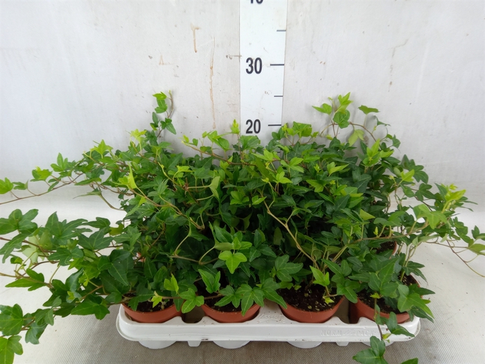 <h4>Hedera helix 'Shamrock'</h4>