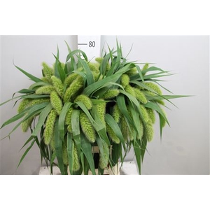 Setaria Italica Volle Melk