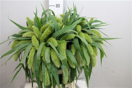 <h4>Setaria Italica Volle Melk</h4>
