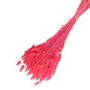 Droogbloem Lagurus 65cm 100g