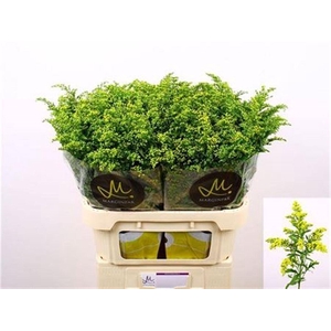 Solidago Carzan Glory