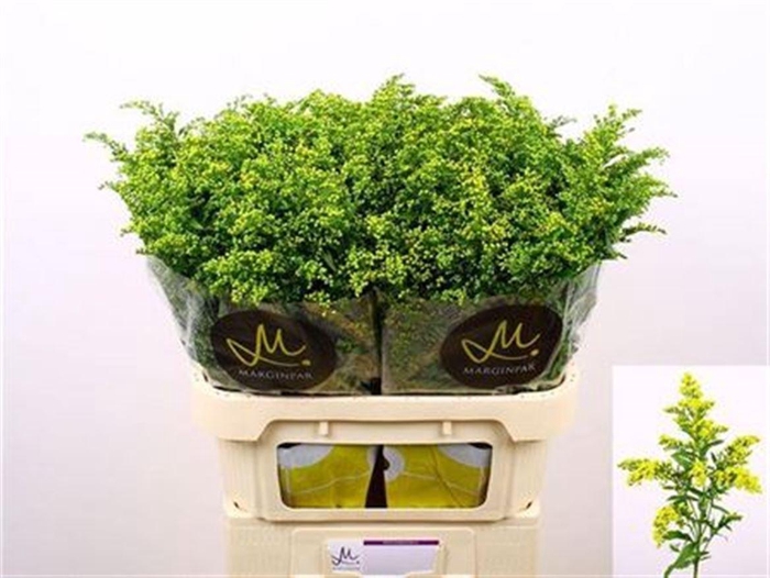 <h4>Solidago Carzan Glory</h4>