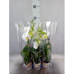 Phalaenopsis multi.   ...white