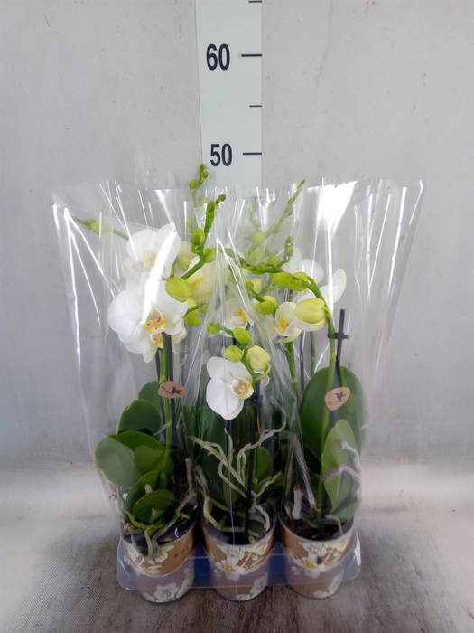 <h4>Phalaenopsis multi.   ...white</h4>
